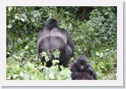 12SabyinyoGroup - 43 * Awake from his nap, Guhonda moves into the bamboo to snack.